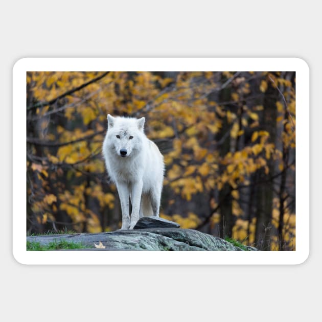 Arctic Wolf - Parc Omega, Quebec Sticker by josefpittner